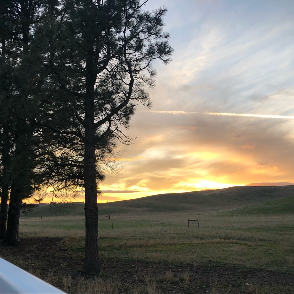 Meet your Posher, Nika!